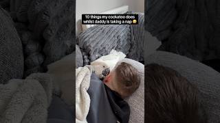 Another busy guard chicken shift compete 😰💪🏼 #cockatoo #parrotsoftiktok #funnyanimals #comedy