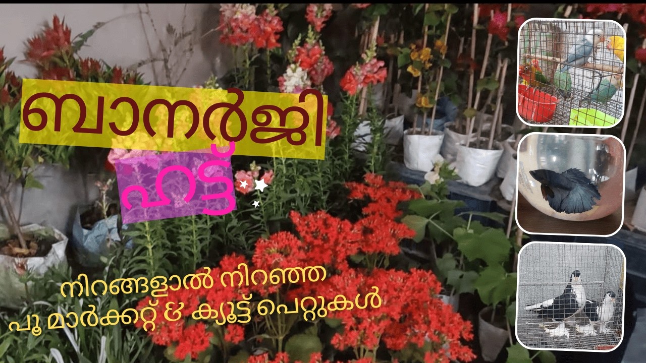 പൂച്ചെടികളും പ്രിയപ്പെട്ട പെറ്റുകളും...