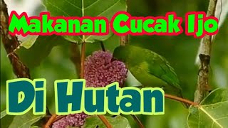 Makanan Alami Cucak Ijo di Alam Liar, buat masukan dalam memelihara cucak ijo bakalan muda hutan.