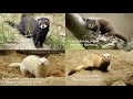 История одомашнивания хорька Часть 4 | В Новейшее время