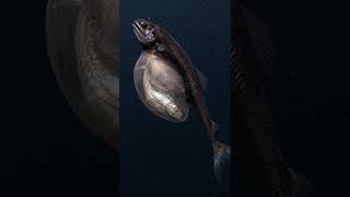 This Fish Can Swallow Prey BIGGER Than Itself! #fintails #marinemystery