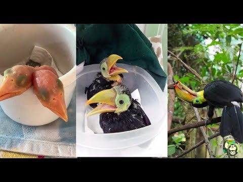 Baby Toucans: day 1 to 100 days old!