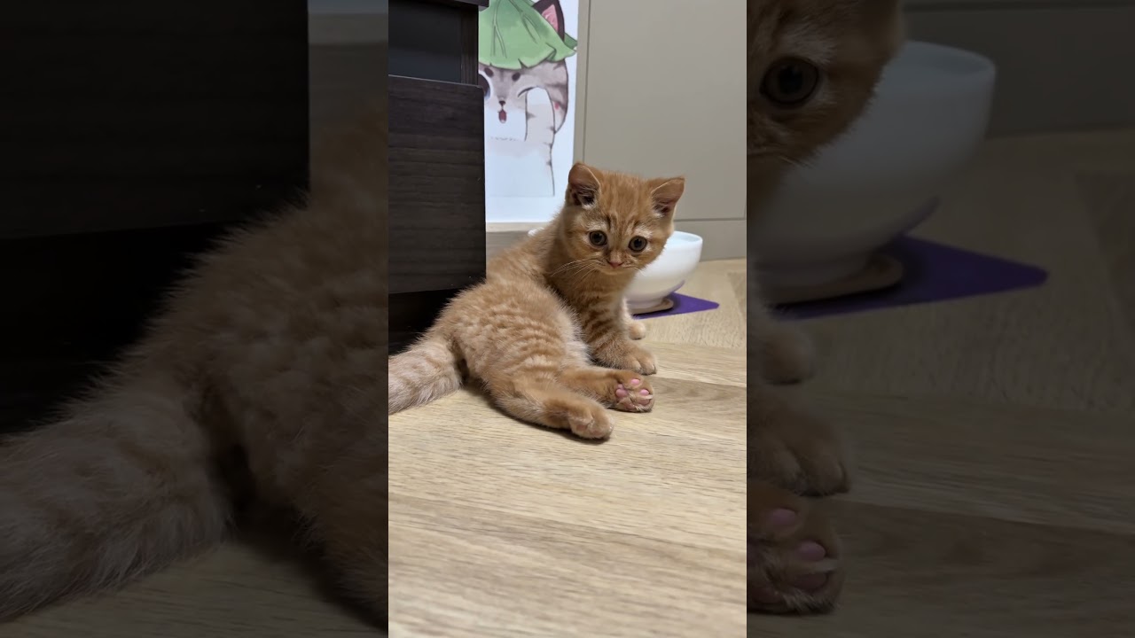 มี๊ตดแบบนี้ไปขรี้เถอะ #cat #แมว #cute #kitten #pets #cutecat #funnycats #animals #funny #love