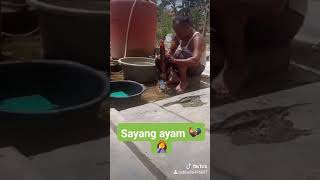 Tutorial Mandiin Ayam 