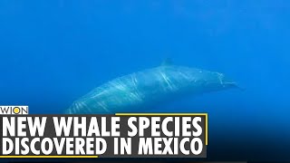 Researchers think they spotted new whale species off Mexico | World News | English News screenshot 2