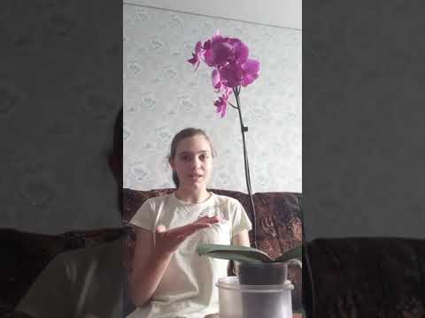 Как ухаживать за