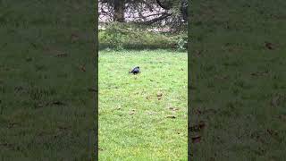 IMG 2430