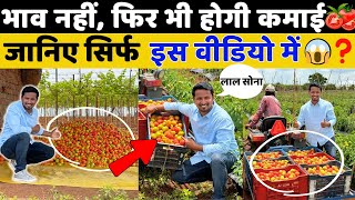 टमाटर खेती एक तरफ बाकि खेती एक तरफ  King of All Vegetable, Tomato Farming A to Z || Indian Farmer
