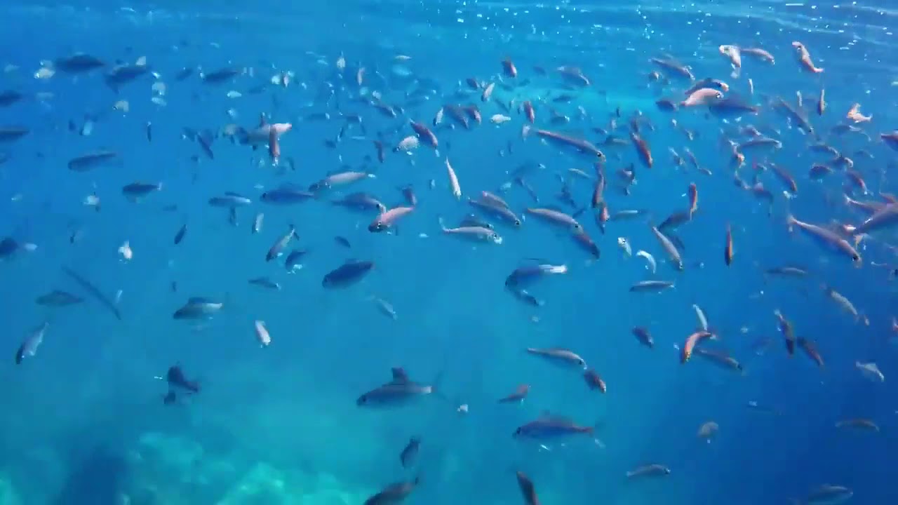 Snorkeling sur l'ile de Faial   Acores