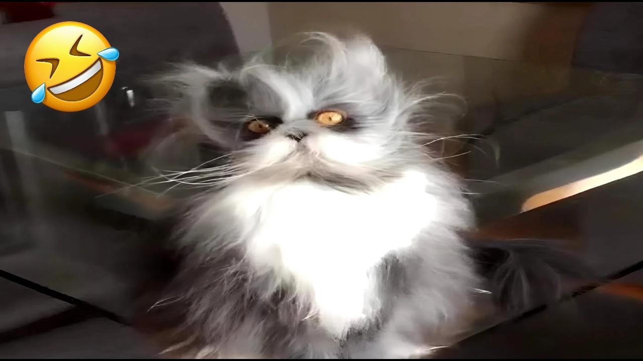 Cats Try Not To Laugh 50