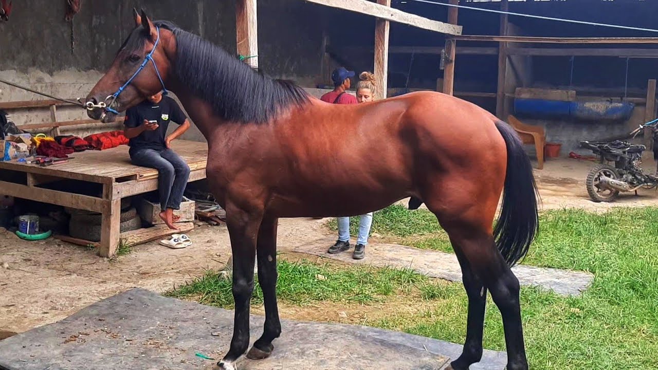 GERMAN WOMAN AMAZED BY GIANT HORSES AT JENEPONTO LOCAL STABLES
