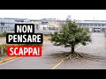 Se Questo Albero Inizia a Muoversi... Sei Già in Pericolo