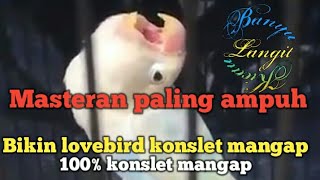 Masteran paling ampuh bikin lovebird konslet mangap mp3