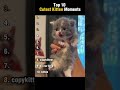 Top 10 Cutest Kitten Moments