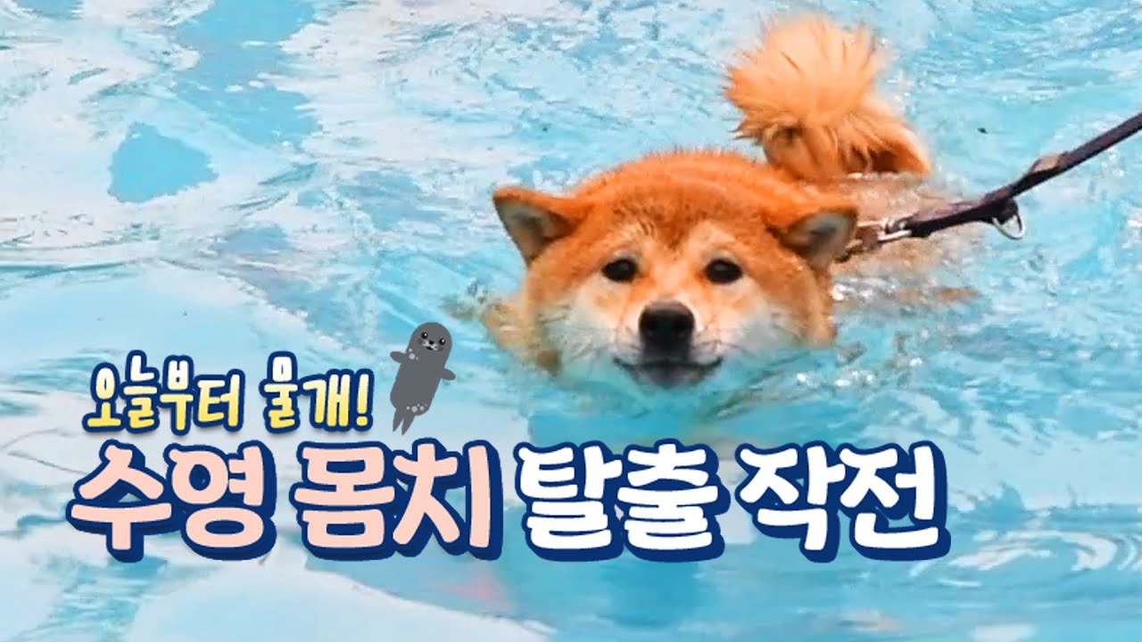 수영 몸치 탈출 작전, 오늘부터 물개! '강아지 수영장 오픈'