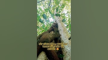 CÂY RỪNG ĐỘC LẠ TUYỆT ĐẸP TRONG RỪNG SÂU TÂY NGUYÊN
