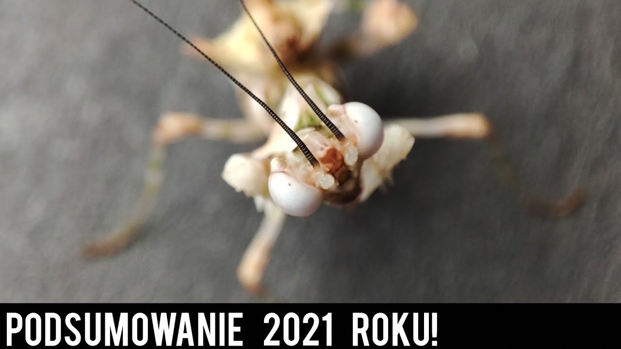 Podsumowanie 2021 roku😁-Ogarnianie hodowli