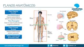 PLANOS ANATÓMICOS || Resúmenes de Anatomía y Fisiología