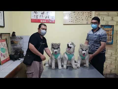 فيديو: داء البريميات في الكلاب