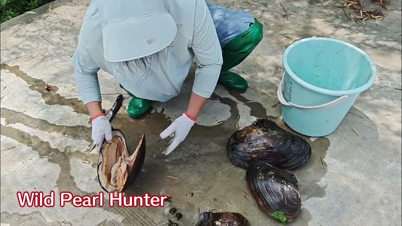 unimaginable. Rare giant mussels, I harvested golden pearls YouTube