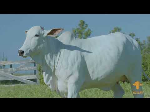 LOTE 33   AGUIA FANTASTIC FIV   MAA 348