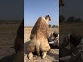 رجل يساعد الجمل على أداء عمله 