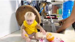 Baby monkey Miker eating orange while mommy busy washing dishes