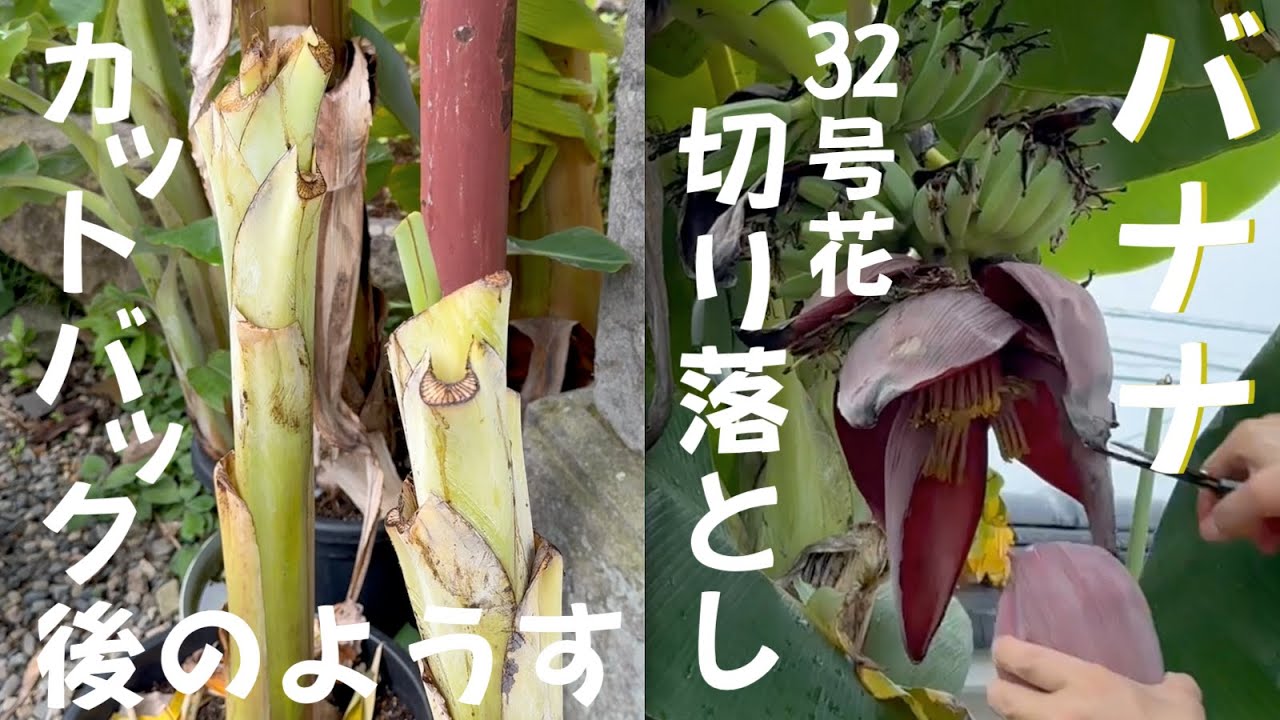 ナムワーバナナのカットバック苗 令和6年8月25日カットバック後のようすとバナナの花切り落とし／ナマズ