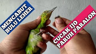 cucak ijo jantan atau betina???