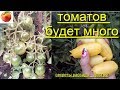 Томатов будет очень много Сделайте так с томатами выращивание Помидор tomato Ответы Томаты 2 часть