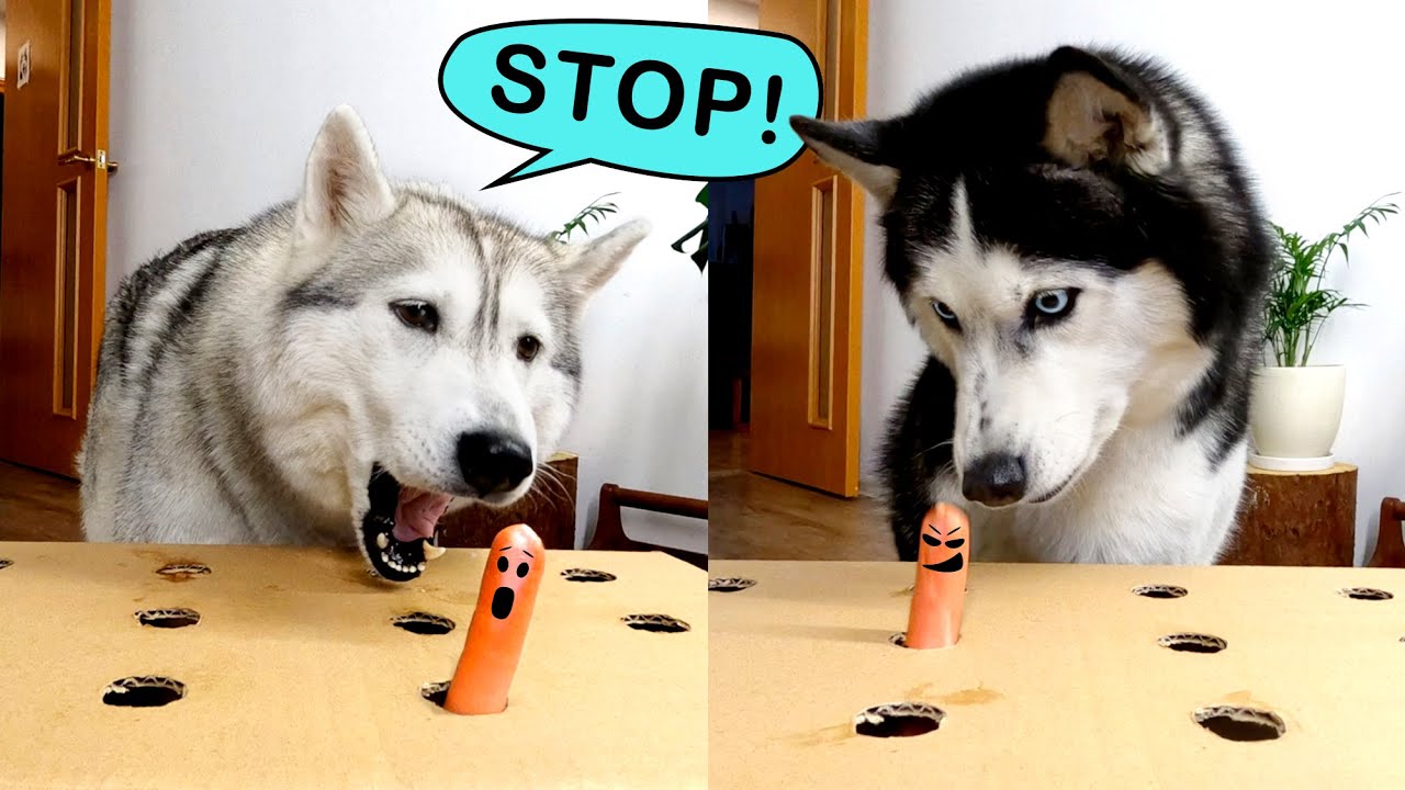 Dogs VS Sausages! Husky Yuki Teaches Other Dogs How to Catch a Sausage