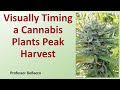 Visually Timing a Cannabis Plants Peak Harvest