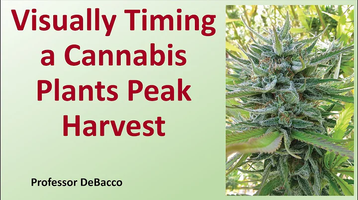 Visually Timing a Cannabis Plants Peak Harvest