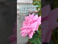 Pushp ki Abhilasha|Beauti of flowers| Rose| Nature's beauty| #floweringplant #gardening
