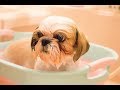 シーズーえいとトリミング！バリカンで丸刈り物語。【シャンプー編】 Grooming Shih Tzu : Bath Time