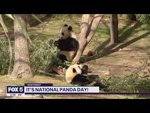 Video: Pet Scoop: suns, kas nedēļu atradās caurulē, Nacionālais zooloģiskais dārzs Panda Turns 1