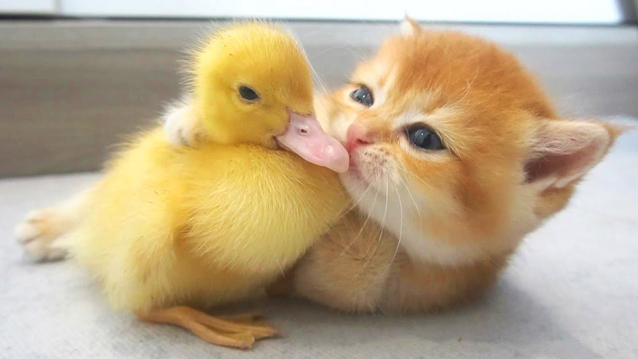 This kitten loves the little duck so much - YouTube