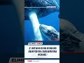 Je Ulikuwa Unafahamu Kuwa Nyangumi Ananyonyesha Kama Wanyama Wengine Shark Whale Dolphin Megal Je Ulikuwa Unafahamu Kuwa Nyangumi Ananyonyesha Kama Wanyama Wengine Shark Whale Dolphin Megal