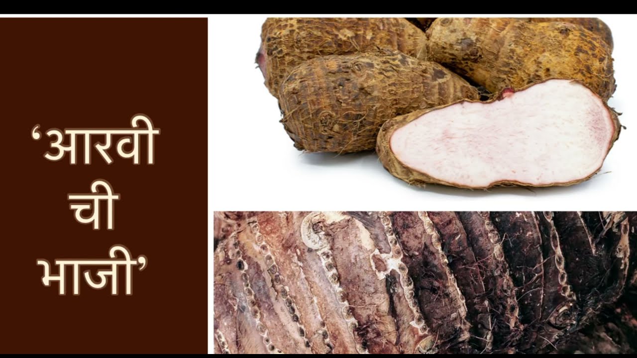 ‘आरवीची भाजी’-आरोग्ययुक्त. ‘Aravi/Taro root vegetable- Nutrient packed ...