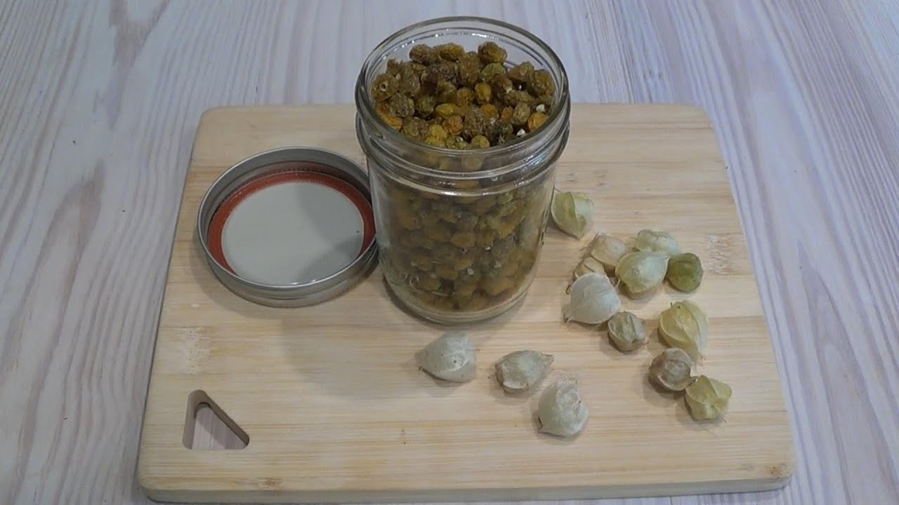 Ground Cherry Raisins (plus 3 other ground cherry recipe ideas) - YouTube