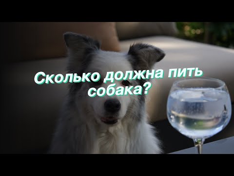 Видео: Сколько воды следует пить собаке?