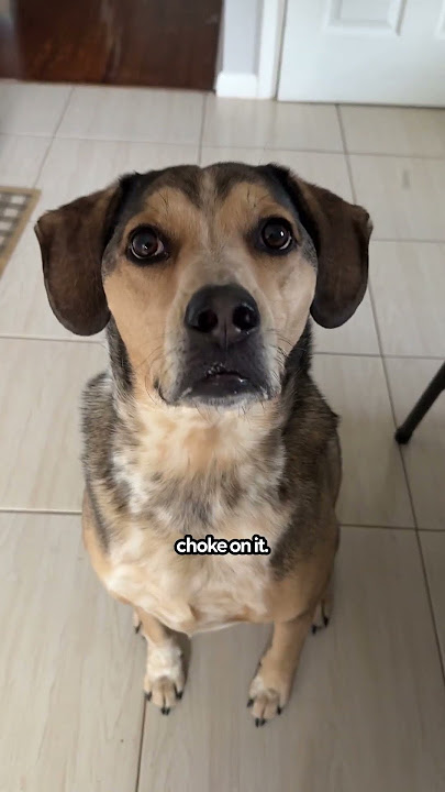 Easy DIY Dog Treats | The Pack