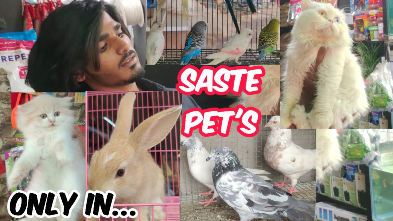 Saste Persian Kittens in Hyderabad at Sarah Pets Shop in Kishanbagh