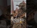 #cats #catshorts #cutecats #bengalcat #bengal #catlove #catcuddle #kittens #cutepets #petshorts