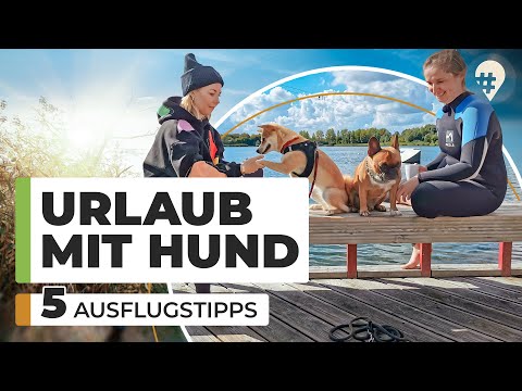 Video: Die 7 besten Hotelketten für Reisen mit Ihrem Hund