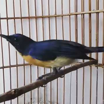 Suara merdu burung tledekan gunung / sulingan