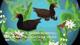 Bioacoustics, Moorhen Morning in the Swamp