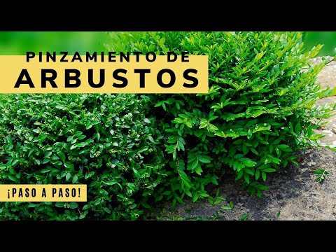 Vídeo: April Cuida De Arbustos De Frutas