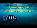 детально про Chindongo demassoni