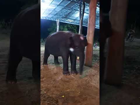 Elephant dance#babyanimal #shorts